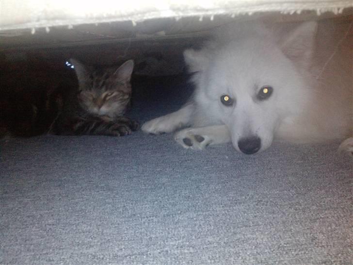 Japansk spids bjørn billede 4