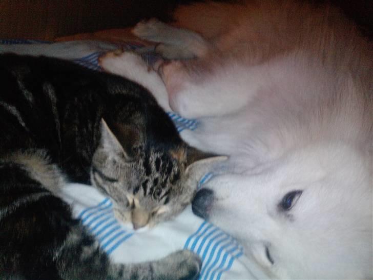 Japansk spids bjørn - min beste ven  billede 5