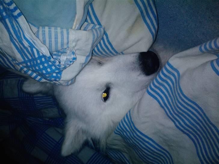 Japansk spids bjørn billede 6