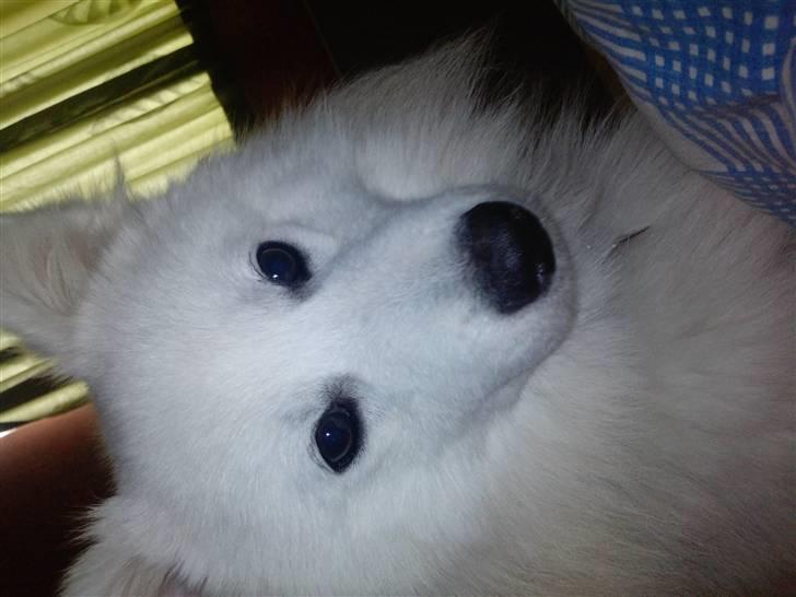 Japansk spids bjørn billede 7