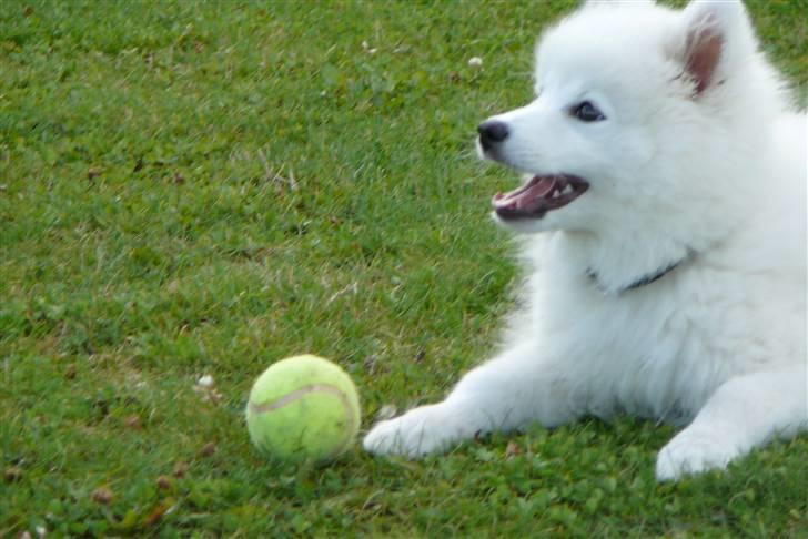 Japansk spids Balto - Balto i haven! billede 10