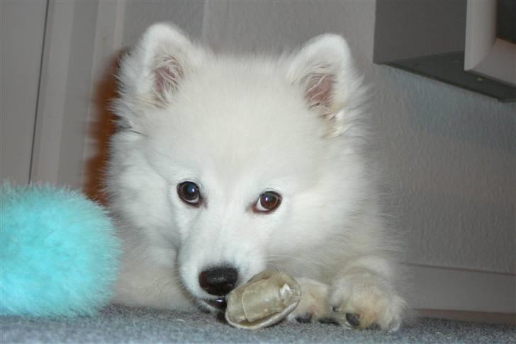 Japansk spids Balto - Balto som hvalp. billede 11