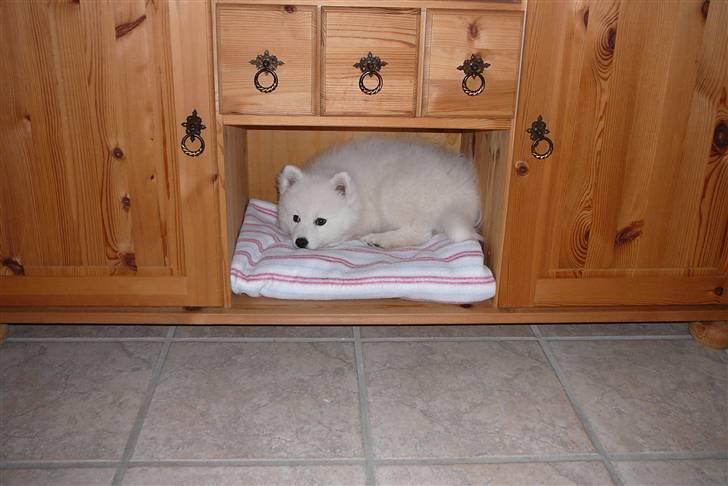 Japansk spids Balto - ja der kan man jo også sove billede 12