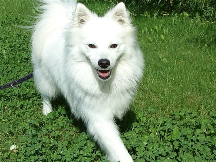 Japansk spids Balto billede 13