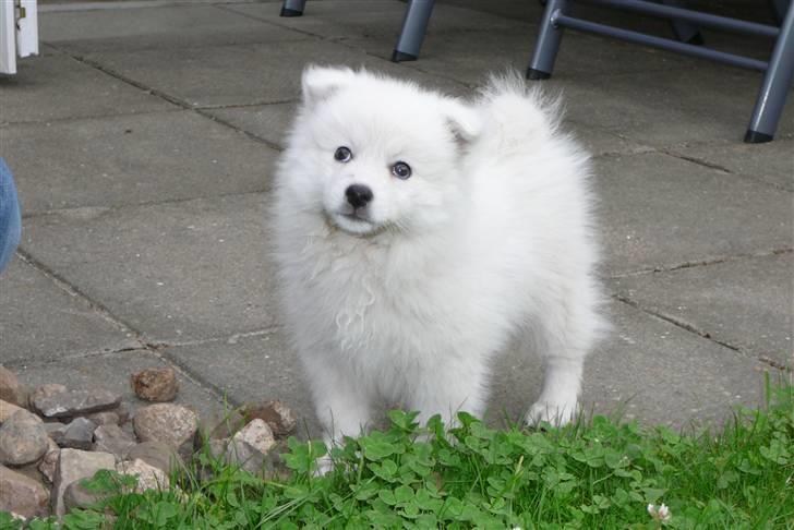 Japansk spids Balto - Balto som hvalp. billede 14