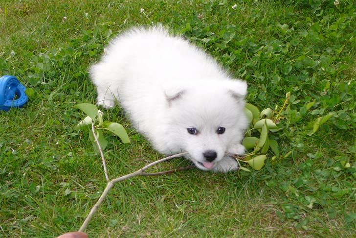 Japansk spids Balto - Balto æder gren! :-) billede 15