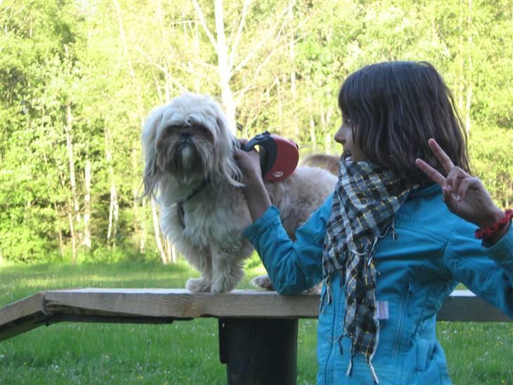 Shih tzu Athur billede 19