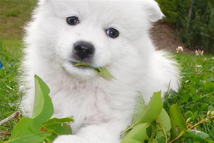 Japansk spids Balto - mmmmm blade billede 16