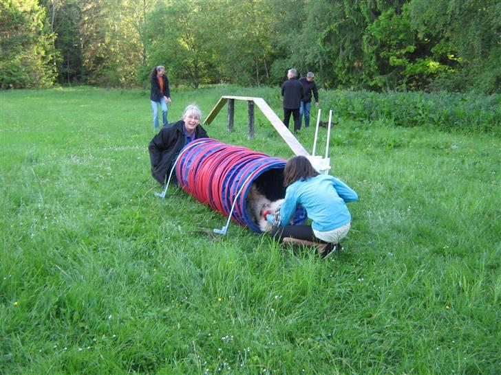 Shih tzu Athur billede 20