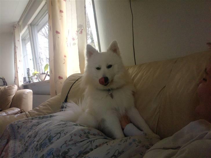 Japansk spids bjørn billede 8