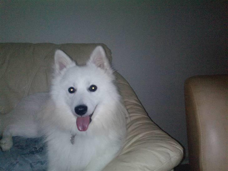 Japansk spids bjørn billede 9