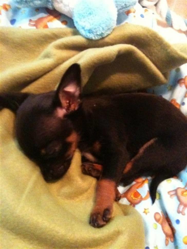 Blanding af racer Lille mand - manse slapper af efter hård køretur og dyrlæge billede 1