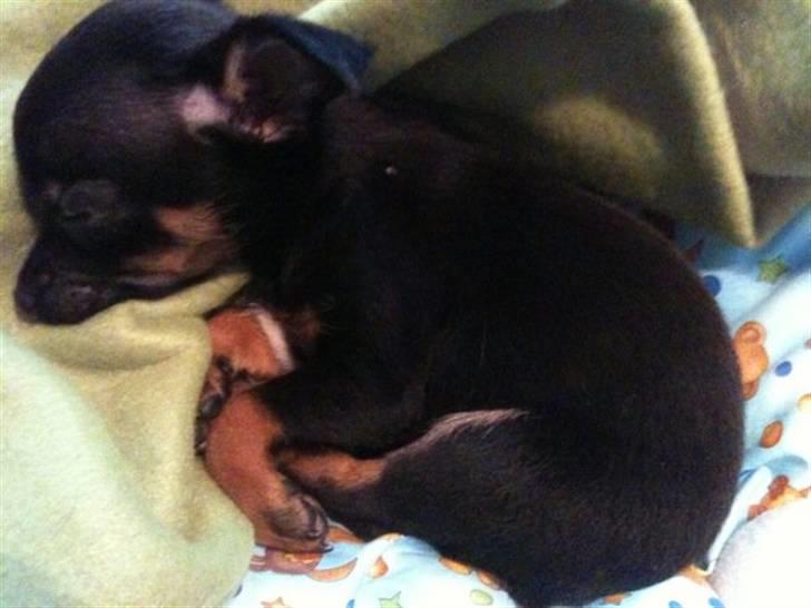 Blanding af racer Lille mand - jeg er sååååh træt billede 2