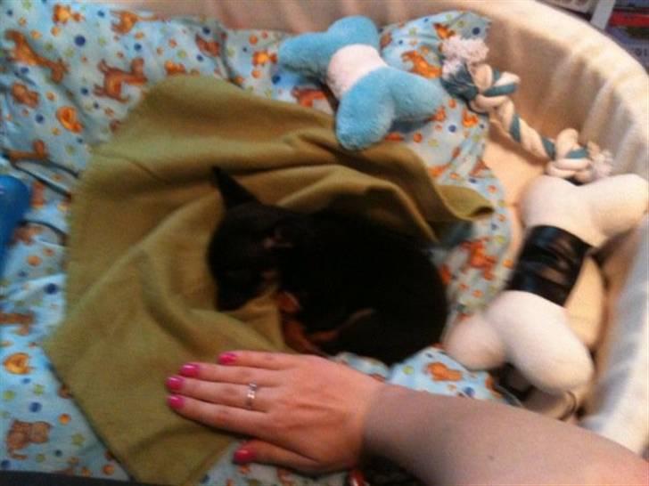 Blanding af racer Lille mand - lige for at se størrelsen :) billede 3