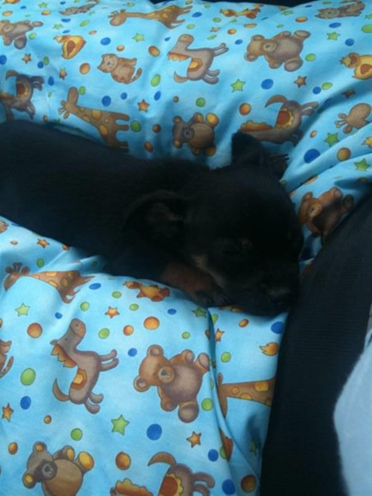 Blanding af racer Lille mand - på vej hjem i bilen lagde han sig mellem mine ben :) billede 4