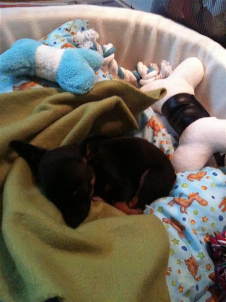 Blanding af racer Lille mand - godnat :) billede 5