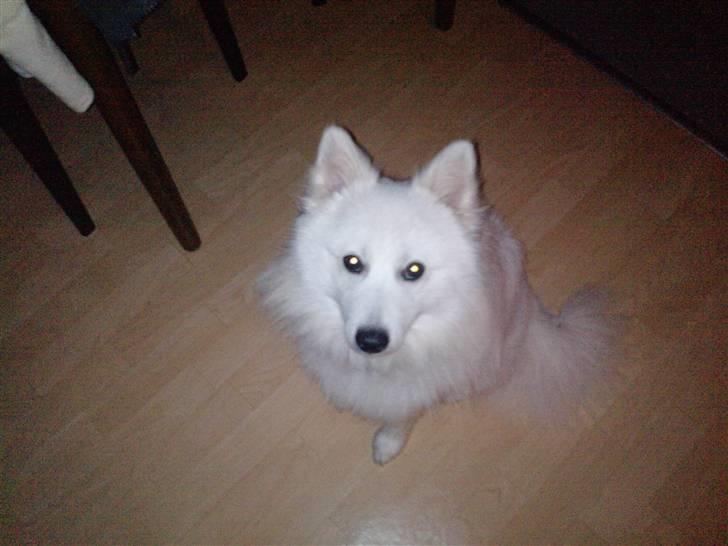 Japansk spids bjørn billede 10