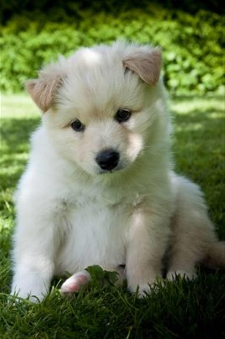 Finsk lapphund Valo billede 6