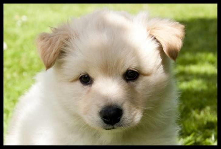 Finsk lapphund Valo billede 5