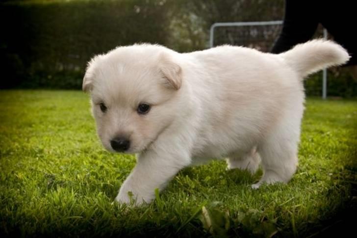 Finsk lapphund Valo billede 4