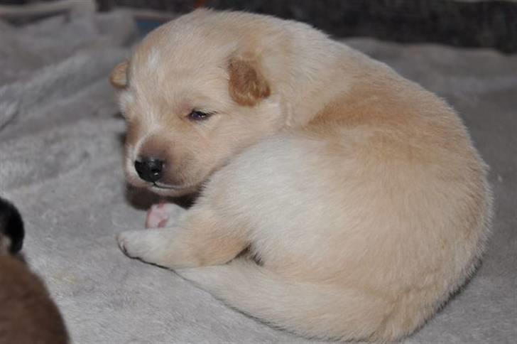 Finsk lapphund Valo billede 3