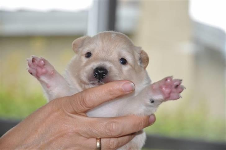 Finsk lapphund Valo - Helt ny. billede 2