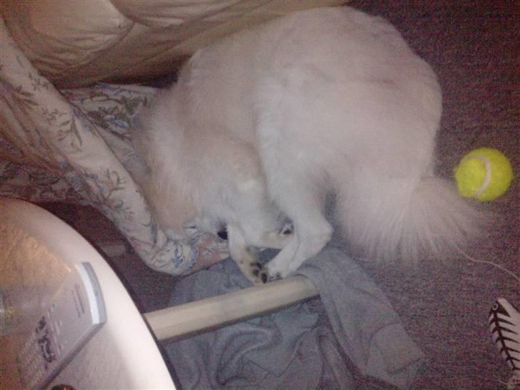 Japansk spids bjørn billede 11