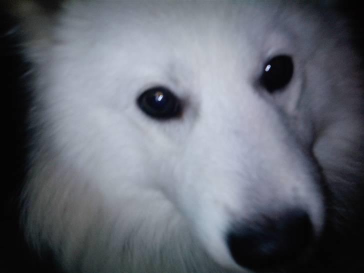 Japansk spids bjørn billede 12