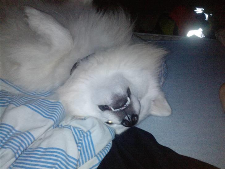 Japansk spids bjørn billede 13