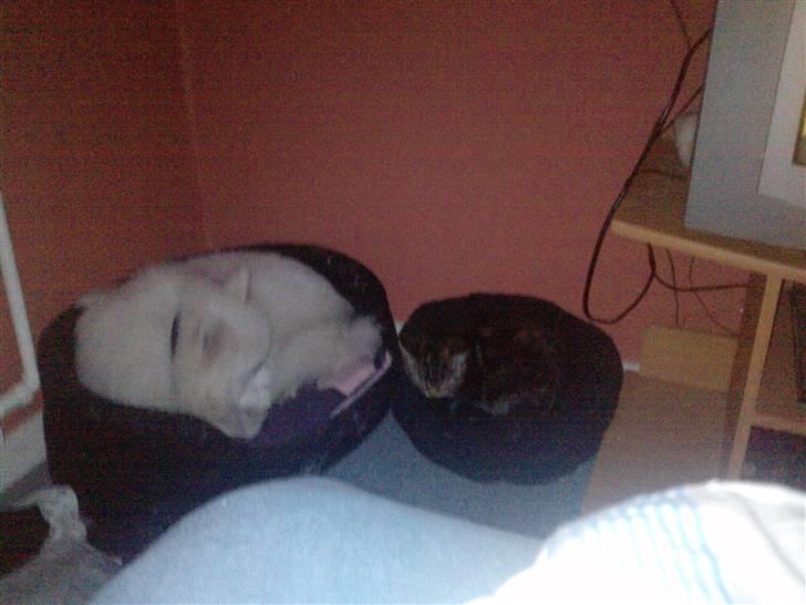 Japansk spids bjørn billede 14