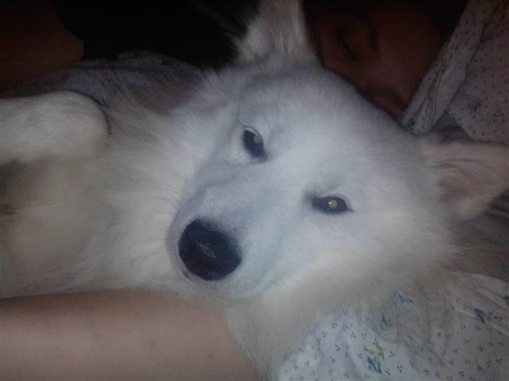 Japansk spids bjørn billede 15