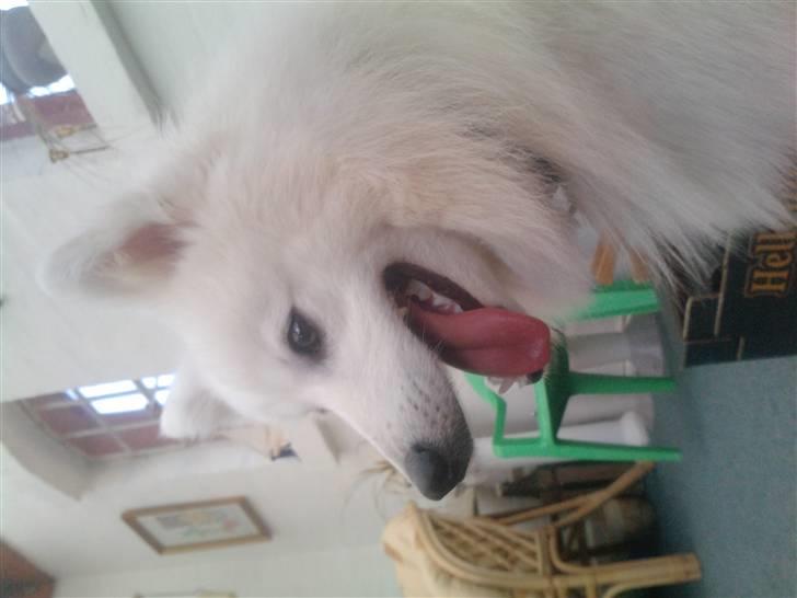 Japansk spids bjørn billede 16