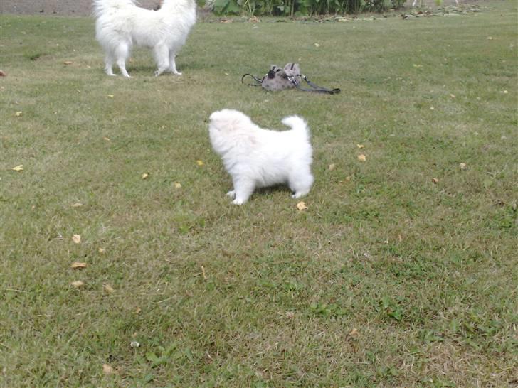 Japansk spids bjørn - hvalp er bjørn billede 17