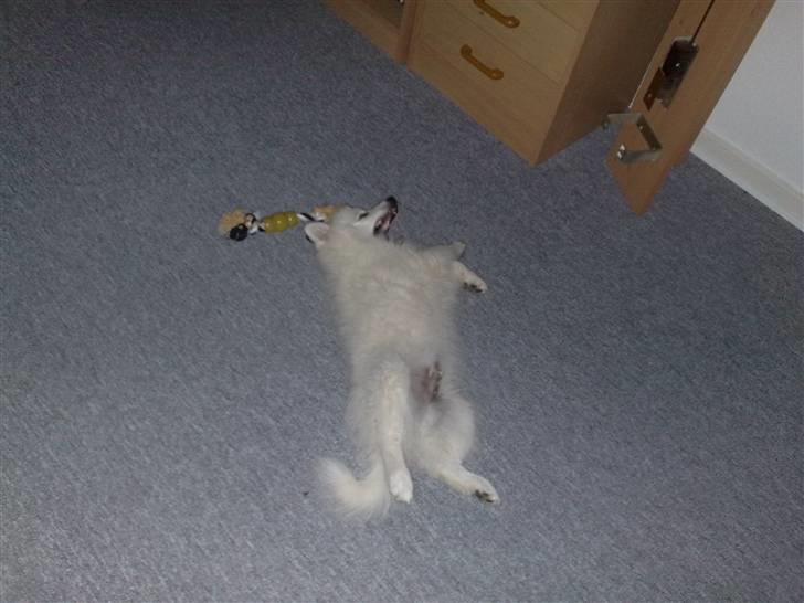 Japansk spids bjørn billede 18