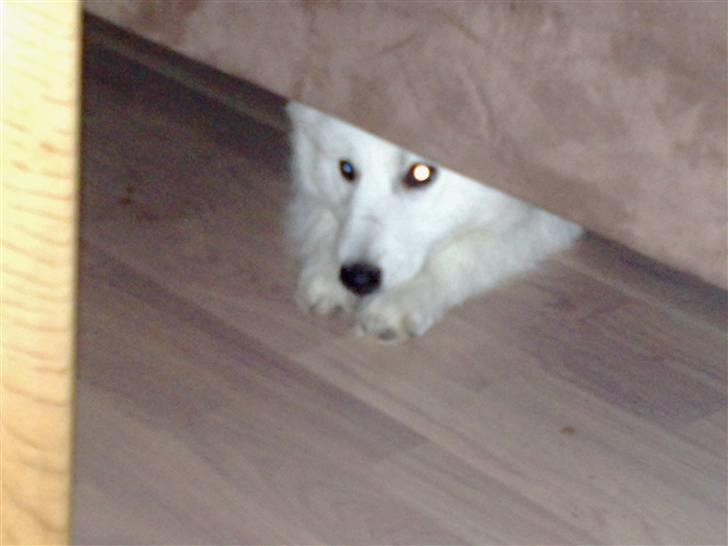 Japansk spids bjørn billede 19