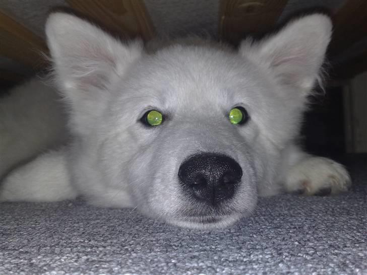 Japansk spids bjørn billede 20