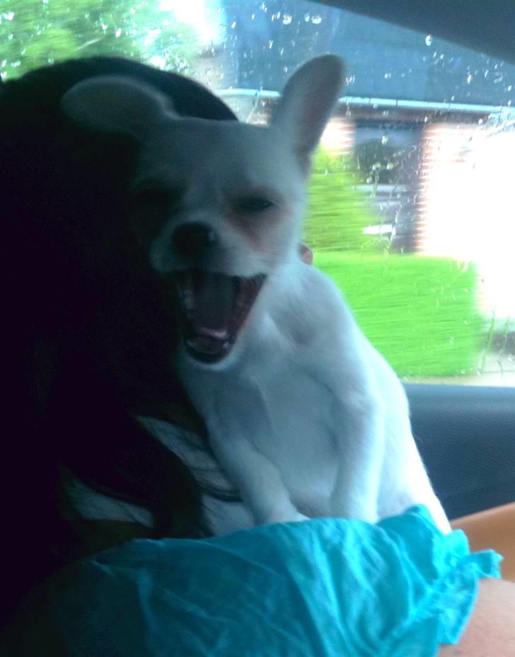 Chihuahua Babe billede 16