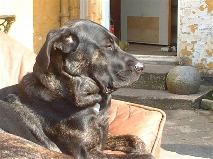 Blanding af racer Jenna billede 14