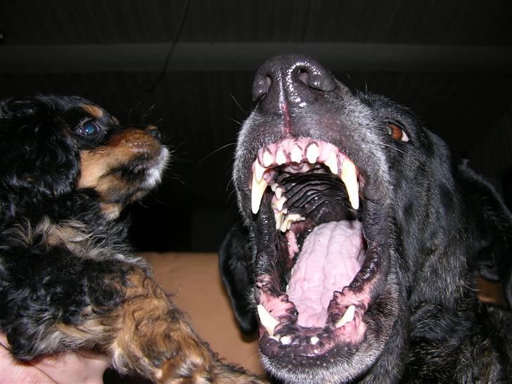 Blanding af racer Jenna billede 15