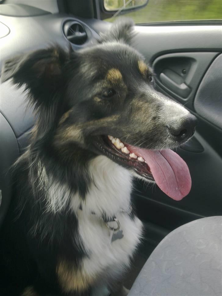 Border collie Rex - Rex elsker  at være med billede 2