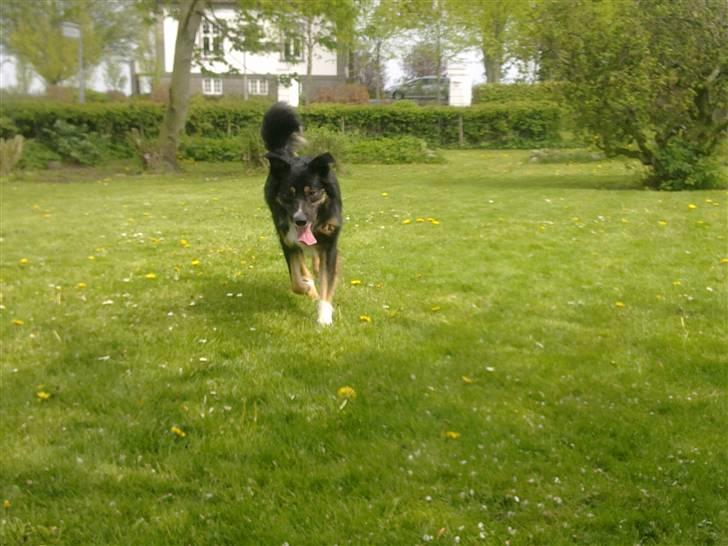 Border collie Rex billede 3