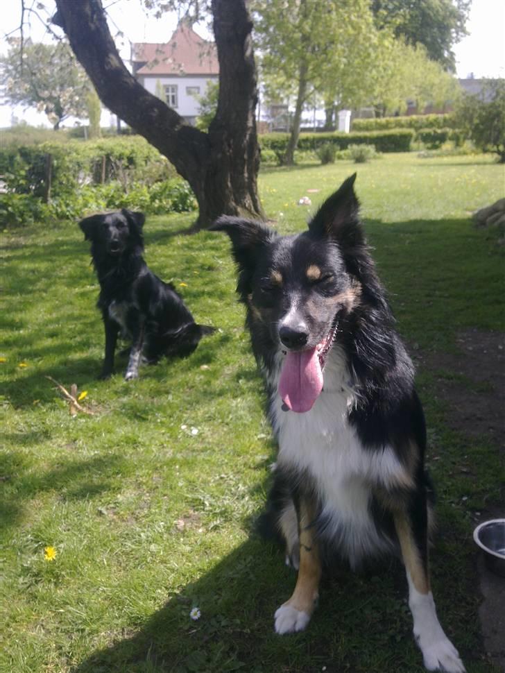 Border collie Rex - Lille Micko og Storebror Rex i haven billede 4