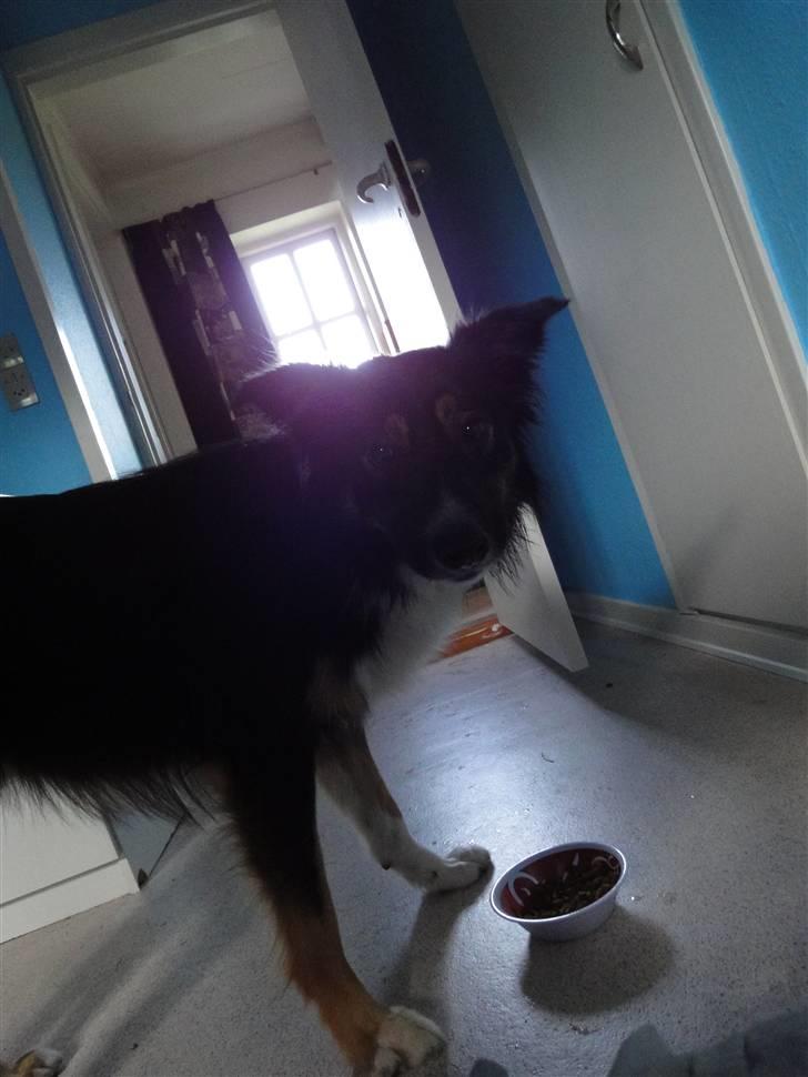 Border collie Rex billede 5