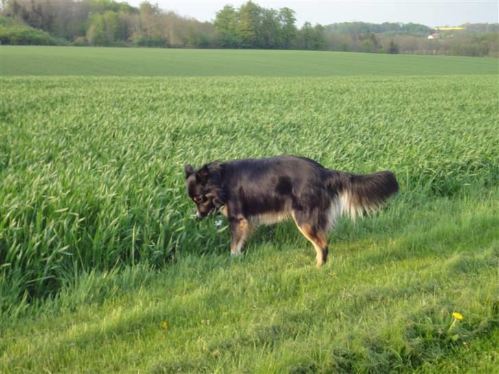Border collie Rex - aftentur på marken billede 6