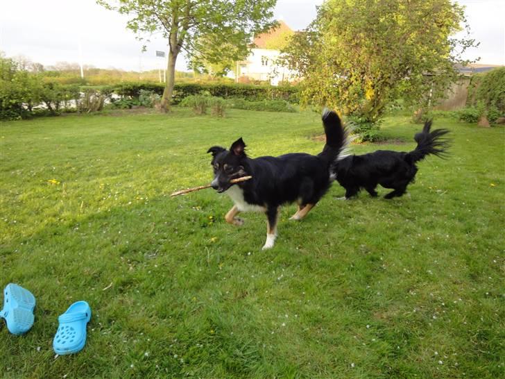 Border collie Rex - vi leger i haven billede 7