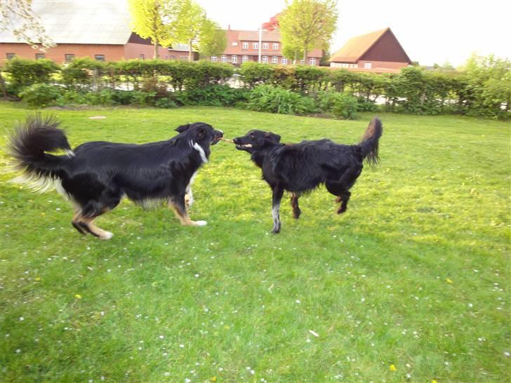Border collie Rex - he he lille Micko får flyvetur ;) / søskende kærlighed  billede 8