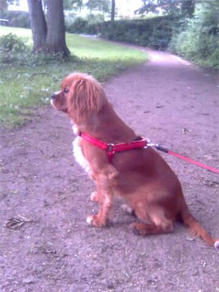 Cavalier king charles spaniel Souviniers Emily (Emmy) 06.01.2010 - 22.07.2011 billede 14