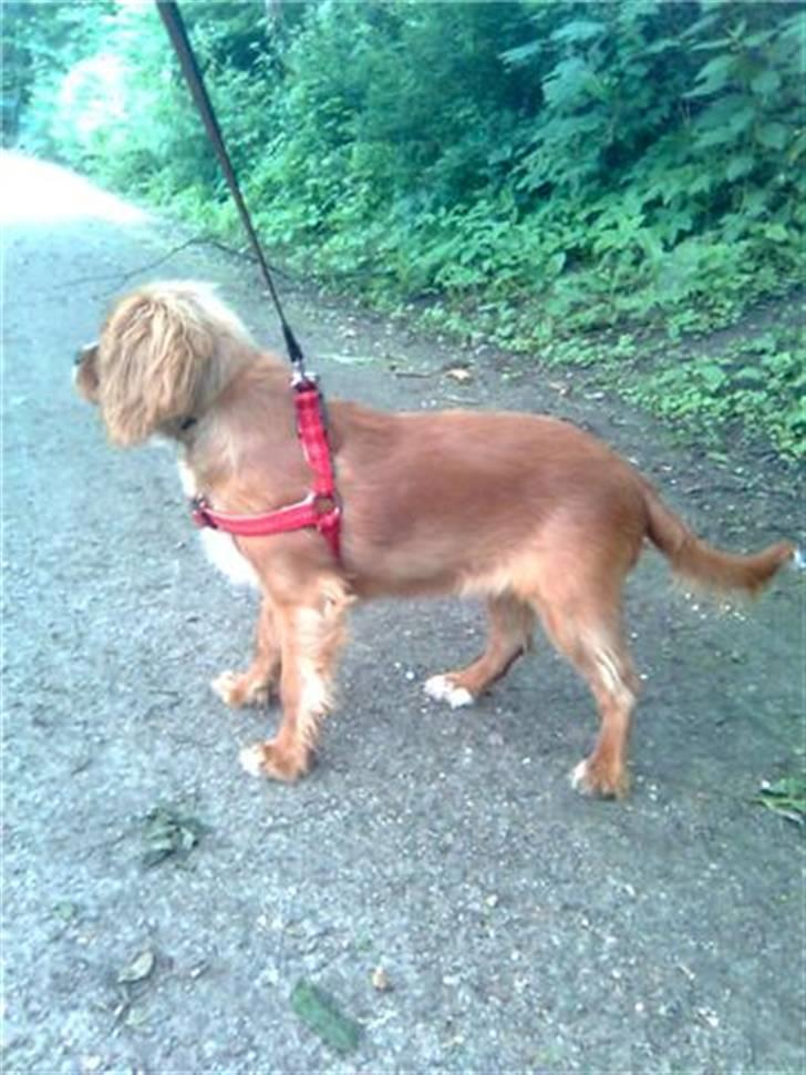 Cavalier king charles spaniel Souviniers Emily (Emmy) 06.01.2010 - 22.07.2011 billede 15