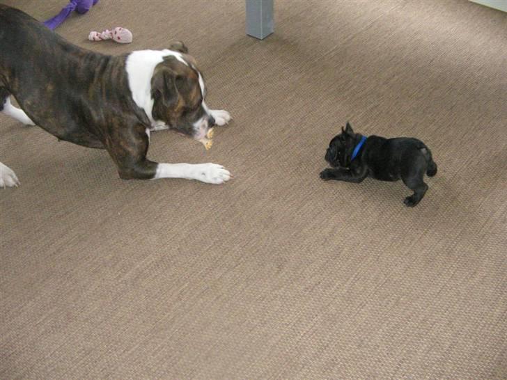 Fransk bulldog Bastian - Nu skal vi lege :) billede 8