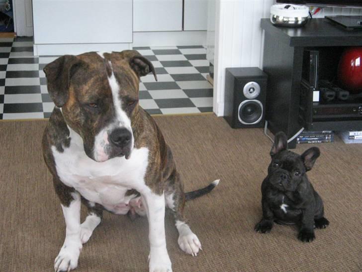 Fransk bulldog Bastian billede 9